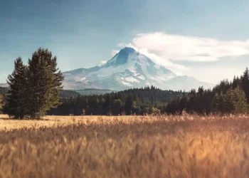 golden wheat field and mountain live wallpaper