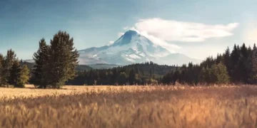 golden wheat field and mountain live wallpaper