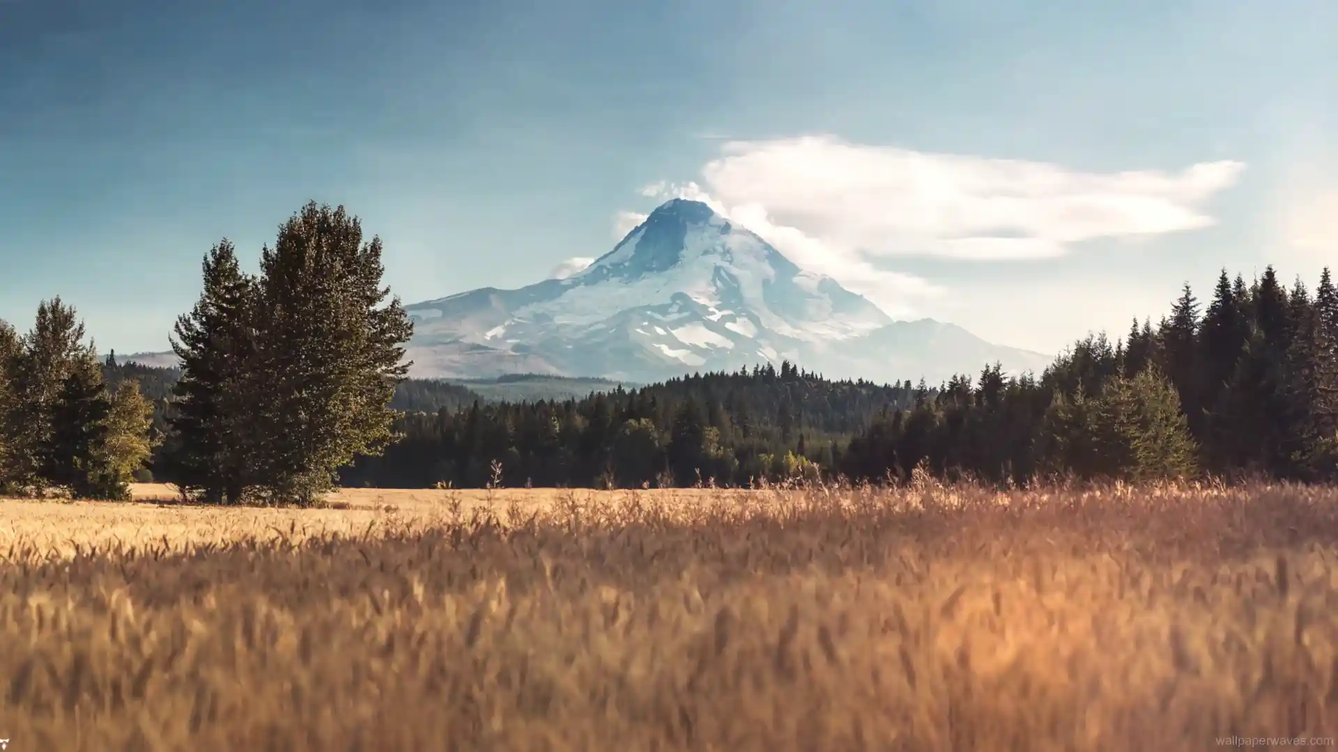 Animated depiction of a golden wheat field with mountains in the background under a clear sky.