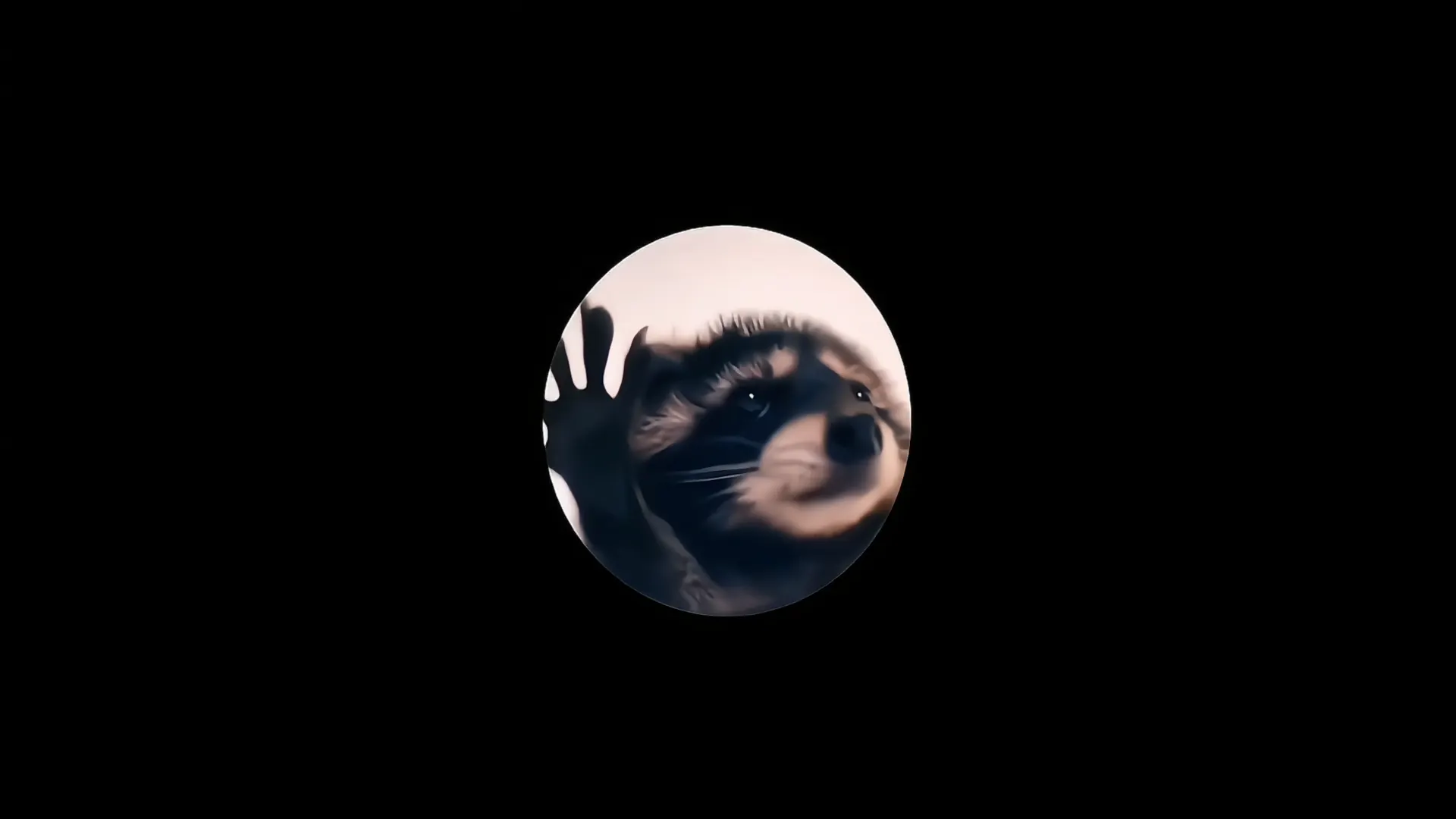 Pedro Raccoon Dancing Live Wallpaper