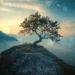 Solitary zen tree on a rocky cliff surrounded by foggy mountains and soft morning mist in a peaceful landscape – wallpaper.