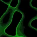 Abstract green matrix-style glitch flow with digital lines and pixel distortion live wallpaper