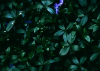 Dark Green Leaves Aesthetic Live Wallpaper 1 Dark green forest leaves with soft blue flowers and moody cinematic lighting aesthetic wallpaper