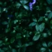 Dark Green Leaves Aesthetic Live Wallpaper 10 Dark green forest leaves with soft blue flowers and moody cinematic lighting aesthetic wallpaper