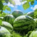 Fresh Watermelon Summer Field Live Wallpaper 10 Fresh watermelon field under bright summer sunlight with green vines, morning dew, and vibrant countryside scenery wallpaper