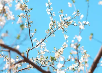 White cherry blossom branches blooming against a bright blue spring sky in Cherry Blossom Blue Sky Live Wallpaper.