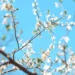 White cherry blossom branches blooming against a bright blue spring sky in Cherry Blossom Blue Sky Live Wallpaper.