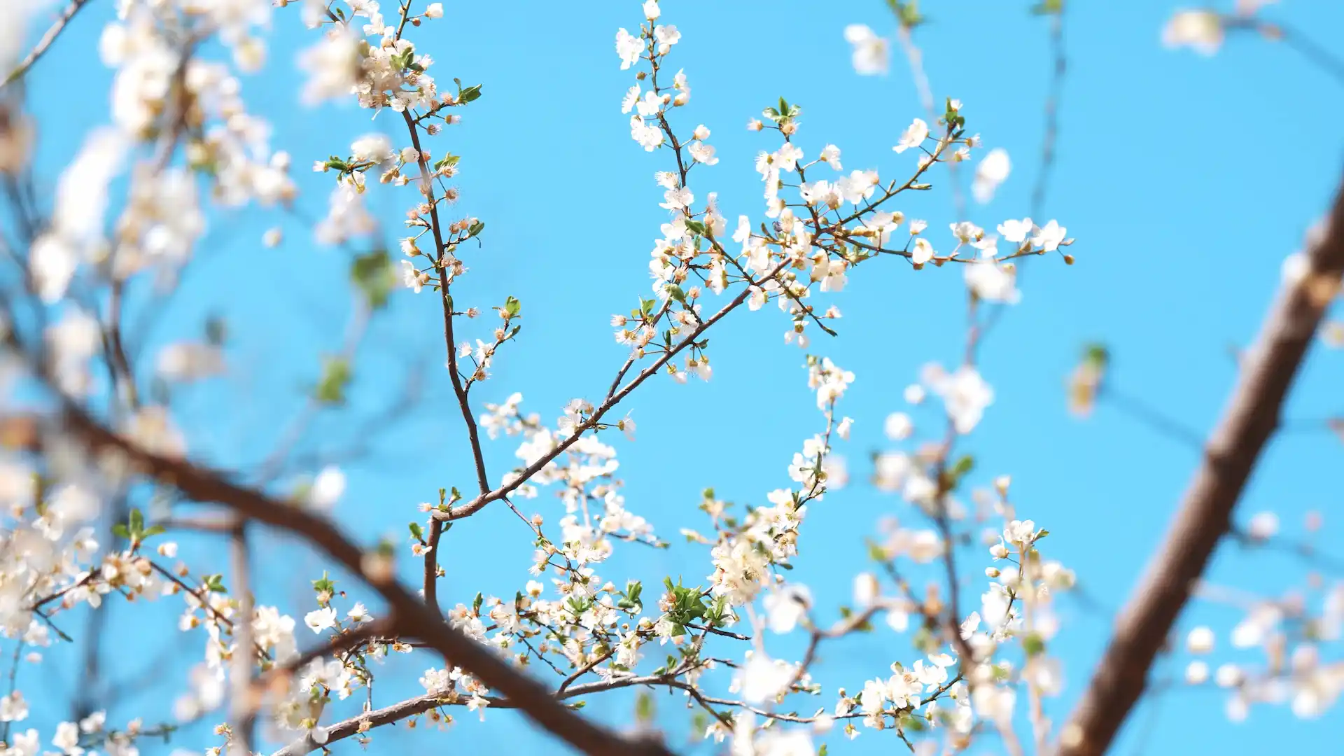 White cherry blossom branches blooming against a bright blue spring sky in Cherry Blossom Blue Sky Live Wallpaper.