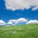 Vast green grassland with rolling hills, wildflowers, fluffy white clouds, and a bright blue summer sky creating a peaceful natural landscape wallpaper