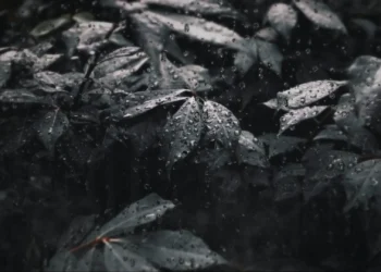 Dark Rain Leaves Live Wallpaper 5 Dark rain-covered leaves with water droplets falling across lush foliage in Dark Rain Leaves Live Wallpaper.