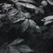 Dark rain-covered leaves with water droplets falling across lush foliage in Dark Rain Leaves Live Wallpaper.