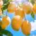 Golden Mango Orchard Live Wallpaper 10 Golden ripe mangoes hanging from lush green branches with sparkling morning dew in a tropical orchard live wallpaper.