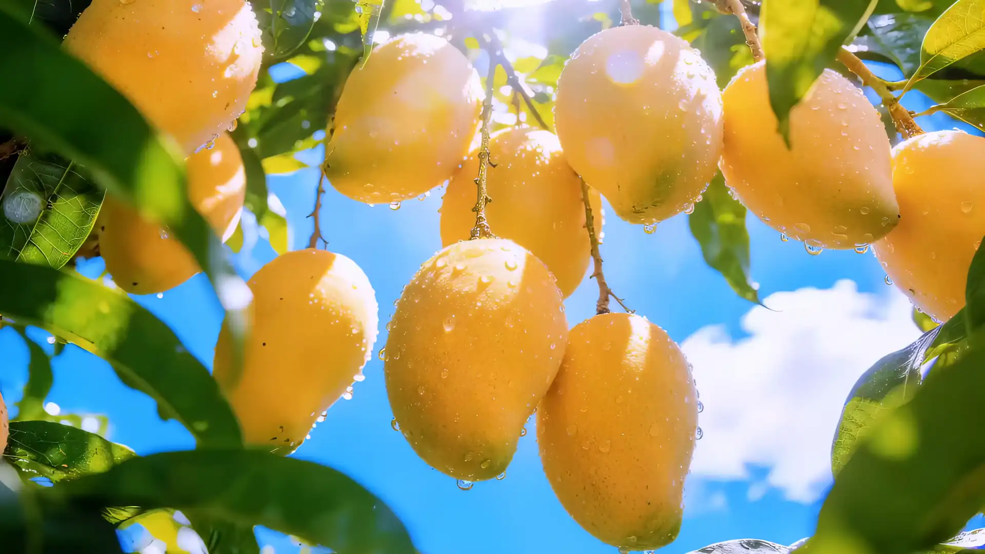 Golden ripe mangoes hanging from lush green branches with sparkling morning dew in a tropical orchard live wallpaper.