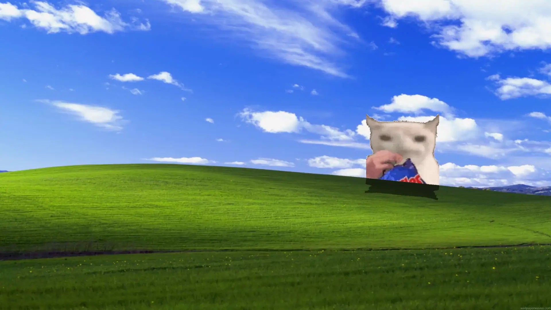 Funny snack cat eating chips on the classic Windows XP Bliss hill under a bright blue sky live wallpaper.