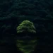 Solitary glowing tree reflected in a calm lake surrounded by a dark forest at night live wallpaper.