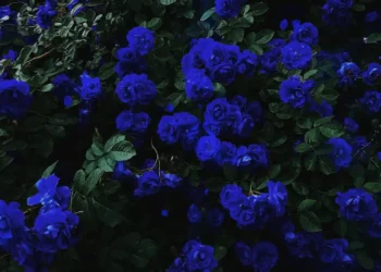 Beautiful Blue Rose Garden Live Wallpaper 3 Beautiful blue rose garden featuring vibrant deep blue roses with delicate layered petals surrounded by lush dark green leaves and shadowy foliage in a 4K live wallpaper.