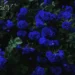 Beautiful Blue Rose Garden Live Wallpaper 10 Beautiful blue rose garden featuring vibrant deep blue roses with delicate layered petals surrounded by lush dark green leaves and shadowy foliage in a 4K live wallpaper.