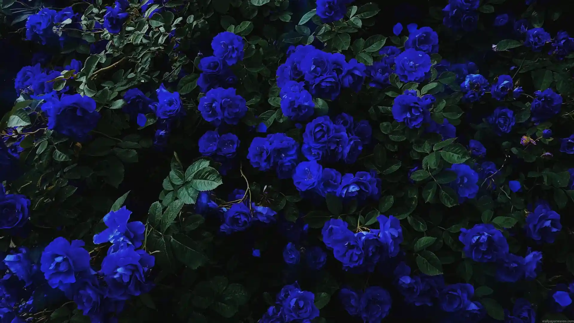 Beautiful blue rose garden featuring vibrant deep blue roses with delicate layered petals surrounded by lush dark green leaves and shadowy foliage in a 4K live wallpaper.