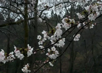 Sakura Flowers Rainy Forest Live Wallpaper 2 White and pale pink sakura cherry blossoms covered in raindrops blooming on dark tree branches against a misty forest background in a peaceful 4K nature live wallpaper.