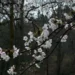 Sakura Flowers Rainy Forest Live Wallpaper 10 White and pale pink sakura cherry blossoms covered in raindrops blooming on dark tree branches against a misty forest background in a peaceful 4K nature live wallpaper.