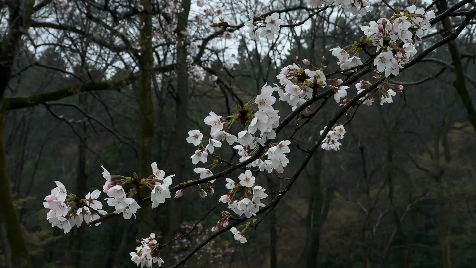White and pale pink sakura cherry blossoms covered in raindrops blooming on dark tree branches against a misty forest background in a peaceful 4K nature live wallpaper.