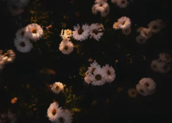 White daisies softly illuminated by warm light against a dark aesthetic floral background live wallpaper