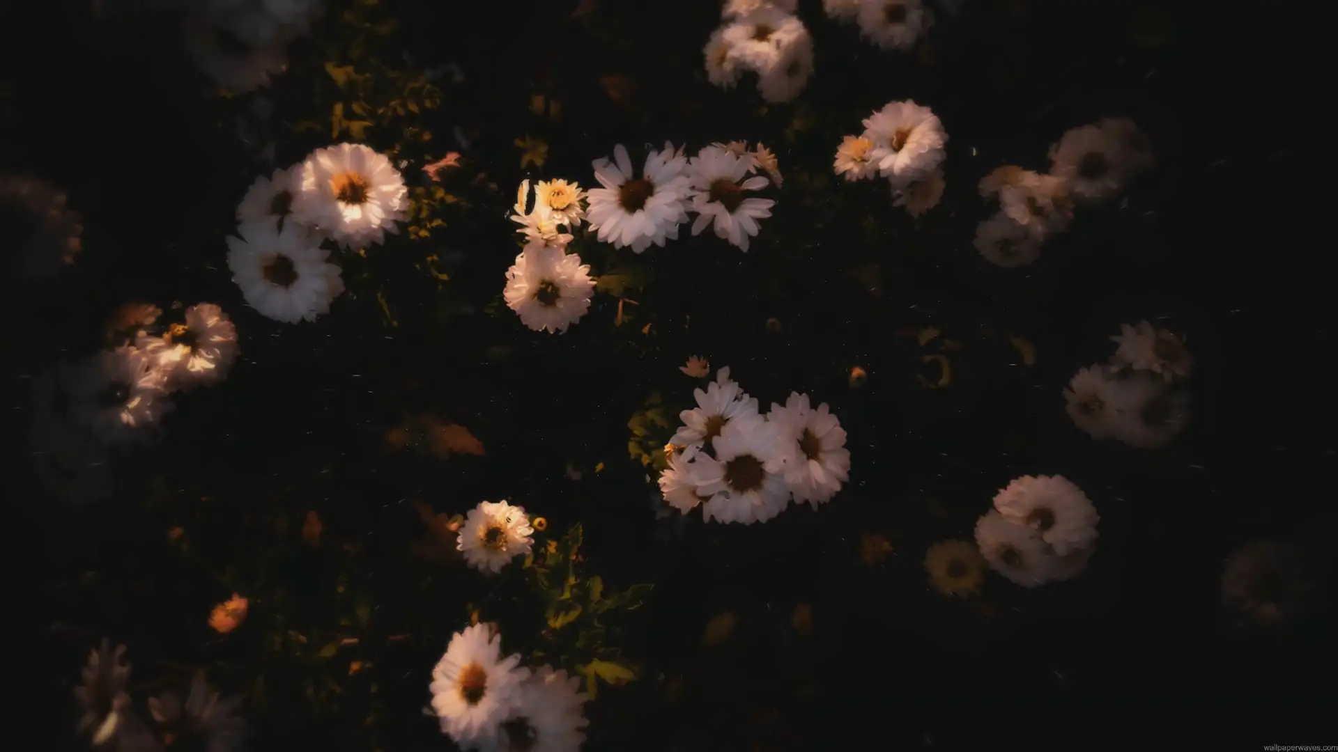 White daisies softly illuminated by warm light against a dark aesthetic floral background live wallpaper